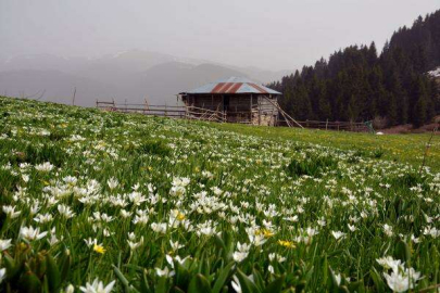 Karadeniz Yaylalarında Bahar Güzelliği