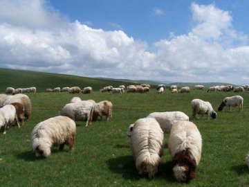 Ordu’da Hayvancılık Canlandı