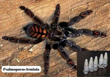 Tarantula operasyonu