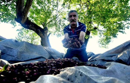 Dutlar yağmurun kurbanı oldu