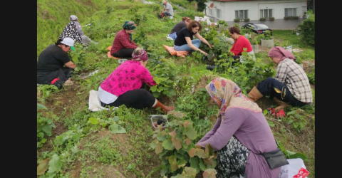 Kadınlar fındık fidanı yetiştiriyor