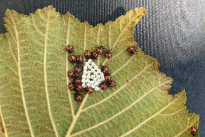 KOKARCA LARVALARI FINDIĞI SARDI