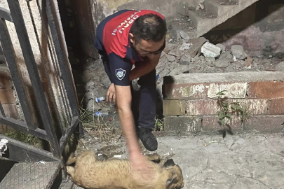 DERE YATAĞINDA MAHSUR KALAN KÖPEK KURTARILDI