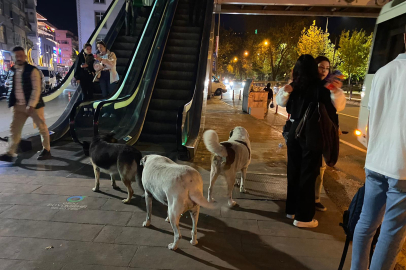 SOKAĞIN YENİ SAHİPLERİ! BAŞIBOŞ KÖPEKLER KORKU SALIYOR!