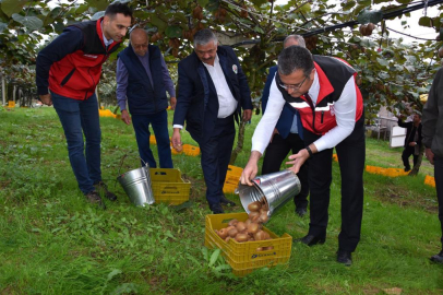 ORDU’DA KİVİ HASATI BAŞLADI