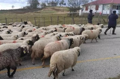 YAYLALARDAN GÖÇ YOLCULUĞU BAŞLADI