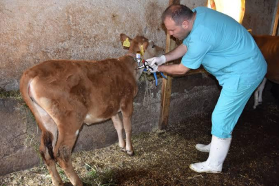 ORDU’DA 100 BİNE YAKIN HAYVAN AŞILANDI