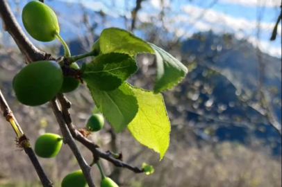 ORDU’DA ERİK AĞACI MEYVE VERDİ