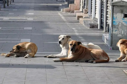 ORDU’DA SAHİPSİZ KÖPEK BAŞINA 71 BİN TL CEZA YAZILACAK!