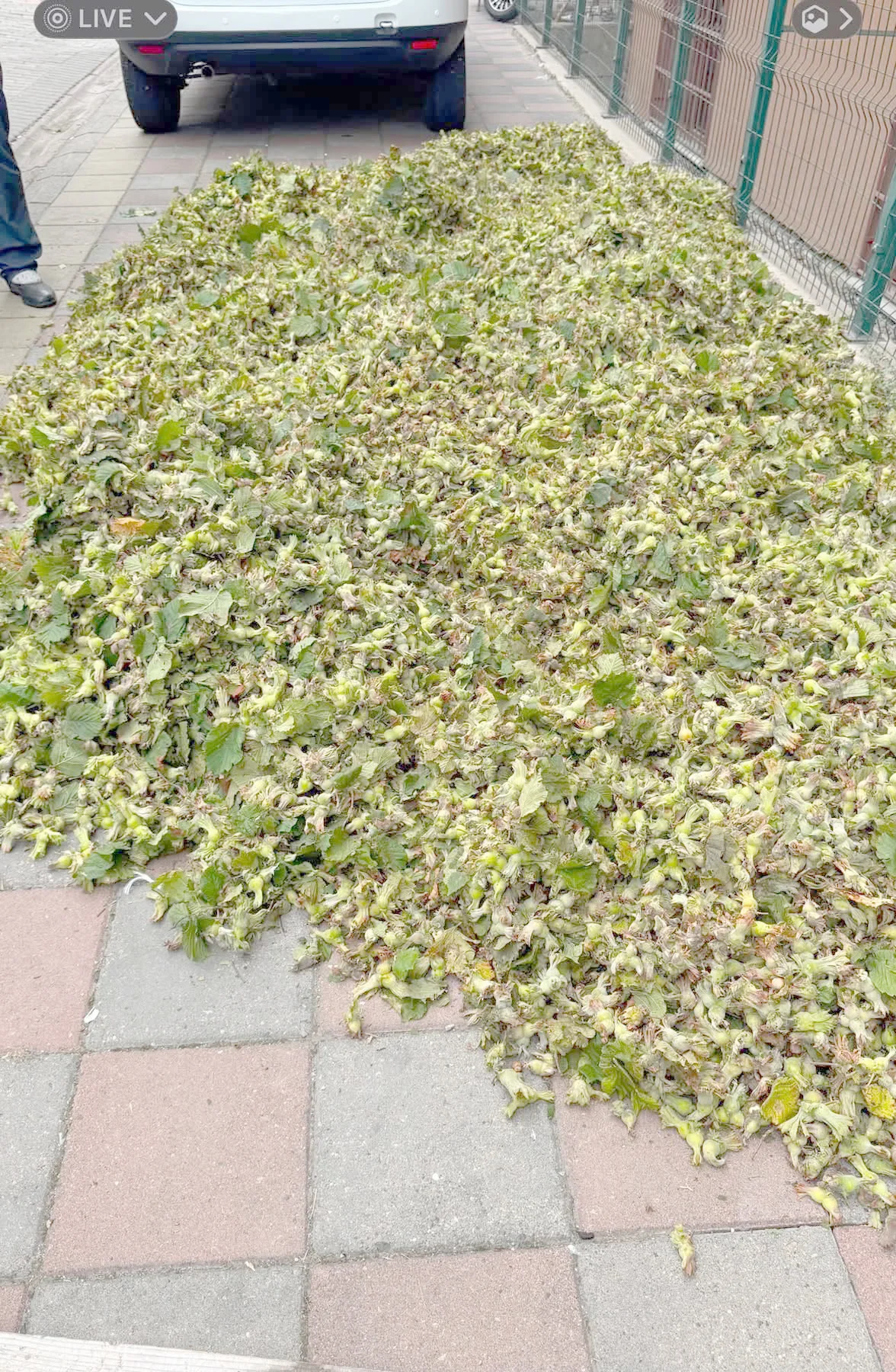 “Fındığı Erken Toplamayın!”